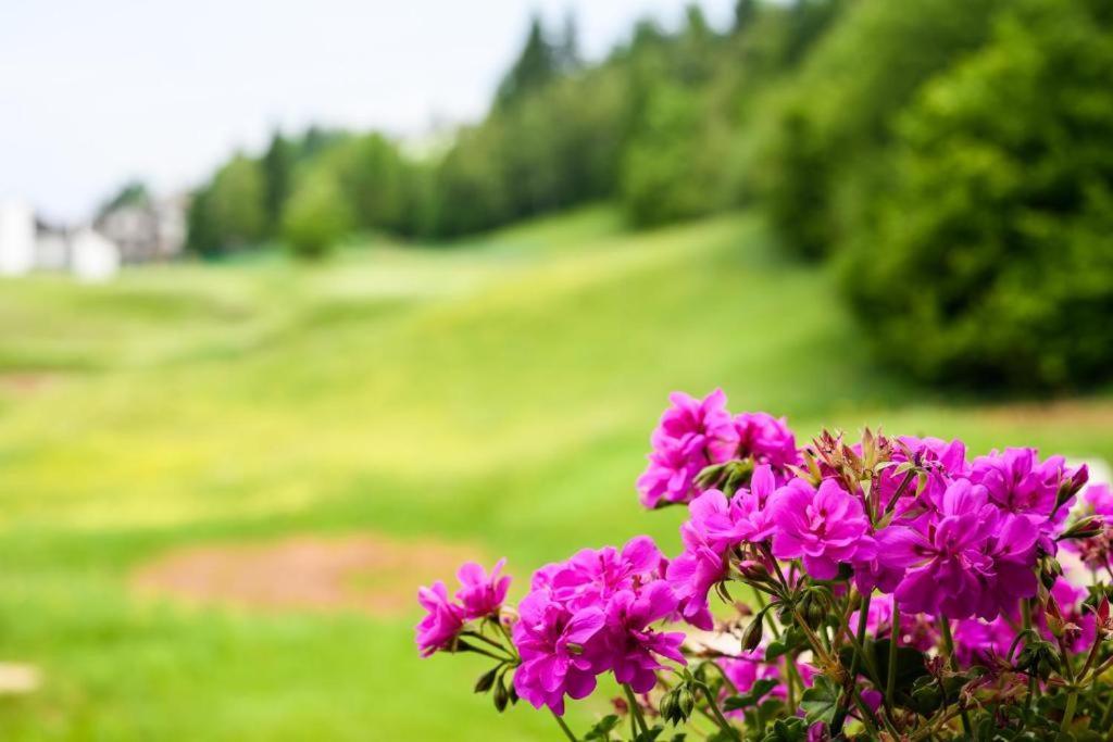 Appartamento Tulipano Andalo Exteriér fotografie