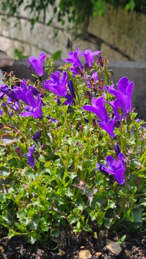 Appartamento Tulipano Andalo Exteriér fotografie